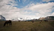 PHOENIX IM ZAUBER DER WILDNIS, TEIL 1, "Geheimnis der Rockies - Der Banff National Park", am Montag (01.09.14) um 20:15 Uhr. Pferde auf der Ya Ha Tinda Ranch im Banff Nationalpark Kanada.