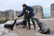 Seebärentraining im Zoo am Meer Bremerhaven.