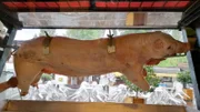 Am Tennsee sorgt Chefkoch Sascha mit „Spanferkel in Kräutermarinade“ für gute Laune.