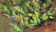 Wellensittiche haben von Natur aus leuchtend grünes Gefieder - nur gezüchtete Käfigvögel sind andersfarbig.