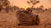 Erdmännchen kuscheln im Sonnenuntergang
