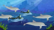 Martin und Chris lernen eine Delfin-Familie kennen.