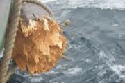 Draken Mastknöpfe