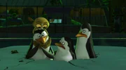 L-R: Mort, Rico, Private, Kowalski