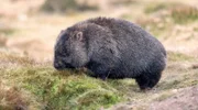 Der junge Wombat verbringt die ersten acht Monate seines Lebens im Beutel der Mutter.