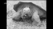 Begegnung mit einer 300 Jahre alten Riesenschildkröte auf der Galapagos-Expedition von und mit Heinz Sielmann.
