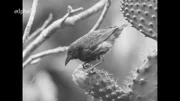 Entdeckung auf der Galapagos-Expedition von und mit Heinz Sielmann: der Kaktusfink, ein eine sogenannte Darwin-Finken-Art, die sich per Evolution der umgebenden Antur angepasst hat.