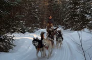 Robuste Vierbeiner ohne Furcht: Schlittenhunde waren die besten Verbündeten der Siedler in Nordkanada, denen sie als Fortbewegungsmittel, Nahrung und Schutz gegen Wölfe und Bären dienten.