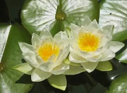 Die Seerose hat etwas Mystisches, Geheimnisvolles und ist zugleich unumstritten eine Schönheit in unseren Seen und Teichen. Wilde Seerosen sind vom Aussterben bedroht, aber diverse Zuchtformen besiedeln auch unsere Gartenteiche.