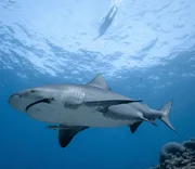 Extremsportler André Wiersig schwimmt im Meer, unter ihm ein Hai. Extremsportler André Wiersig schwimmt im Meer, unter ihm ein Hai.