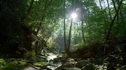 Landschaftsaufnahme - Koreanischer Wald Landschaftsaufnahme - Koreanischer Wald
