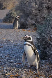 Pinguine  +++