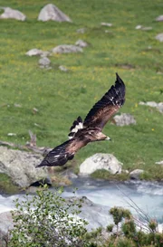 Dem Auge des Adlers entgeht nichts. Aus der Luft beobachtet er seine Nachbarn: Alpensteinböcke, Gämsen, Schneehasen, Murmeltiere und viele weitere Tiere.