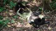 Thali, die seit neun Jahren im Zoo mit Affen arbeitet, hat noch nie frei lebende Affen gesehen. Für sie wird der Kongo ein Abenteuer der besonderen Art.