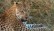 Leopardin Dolce hat Ärger mit ihrem eigenen Bruder Gabanna.