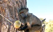 ARD/SWR DAS WAISENHAUS FÜR WILDE TIERE FOLGE 113, "Abenteuer Afrika", Die Paviane lieben die „Eisbomben“ mit Gemüse und Obst.