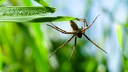 Männliche Jagdspinnen haben eine besondere Taktik, um ihre Weibchen von sich zu überzeugen - sie präsentieren ein Brautgeschenk.