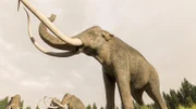 Mammut