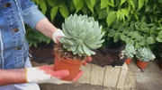 Martha Stewart mit ihrem Gärtner Ryan, pflanzt Echeveria, Kräuter, Aloe Vera und Agaven.