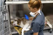 Chocolate recovering after surgery with a Vet tech