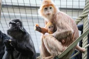 Große Freude im Affenhaus: Die Haubenlanguren haben seit sieben Jahren zum ersten Mal wieder ein Baby.