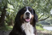 Hund Keks hört ein Geräusch im Wald und folgt seiner guten Spürnase, bis er auf Diego Dachs trifft.