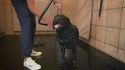 Martha gets a dog trainer to help, who explains the correct grooming for four-legged friends.