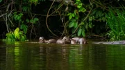 Tambopata, Madre De dios, Peru - Riesenotter beim Schwimmen.
