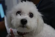 Close up of Niko’s face as he looks at the camera.