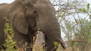 Duke, der größte und älteste Tusker.