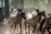 ARD/WDR ERLEBNIS ERDE, "Die Letzten Europas - Wildpferde im Münsterland", Ein Film von Christian Baumeister, am Montag (02.04.12) um 20:15 Uhr im ERSTEN. Die wilden Pferde im Münsterland haben über die Jahrhunderte hinweg ihre Ursprünglichkeit erhalten. Sie leben das ganze Jahr im Freien.