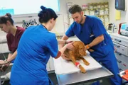 Der junge Tierarzt William untersucht seinen Patienten genau. Das ist nicht immer einfach, da Tiere nicht sprechen können.