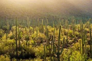Saguaro-Kaktus im „Saguaro“ Nationalpark.