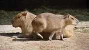 Auf der Südamerika-Anlage im Zoo herrscht große Aufregung: Die Wasserschweinkinder von Mama Lucia erobern das Außengehege.