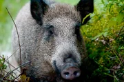 Das Wildschwein fühlt sich in der Macchie zu Hause: Am Tag bekommt man es nur selten zu Gesicht.