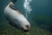 Seebär im Zoo am Meer Bremerhaven.