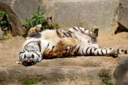 Ziemlich gelassen geht’s bei den beiden Tigern zu.