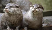 Zwergotter im Zoo am Meer Bremerhaven.