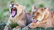 Lionesses rest after hunting.