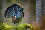 Auerhühner sind bei uns durch intensive Forstwirtschaft und Massentourismus bedroht. Die urwüchsigen Wälder oberhalb des Kochelsees aber bieten unseren größten europäischen Hühnervögeln einen Lebensraum. Hier lassen sich die großen Auerhähne noch bei der Balz beobachten.