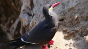 Punta San Juan, Peru - Eine Inkaseeschwalbe.