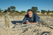 Erdmännchen sind die "Superstars" der trockenen Kalahari. Die Tiere sind nicht nur besonders putzig, ihr komplexes Leben im Clan und ihre außergewöhnliche Kommunikation gibt Forschern noch immer Rätsel auf.