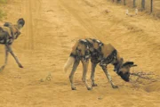 Wildhund Jabu bekommt einen Spielkameraden geliefert.