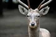 ARD/rbb PANDA, GORILLA & CO., TEIL 244, "Geschichten aus dem Zoo Berlin und Tierpark Berlin", am Donnerstag um 16:10 Uhr im ERSTEN. Buchara-Hisch im Hirschrevier des Tierparks Berlin