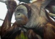 Der junge Orang-Utan Djarius reiste aus Dortmund in den Zoo Zürich, um Nachwuchs zu zeugen.