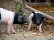 Die schwäbsich-hällischen Schweine dürfen das erste Mal ins Freie.