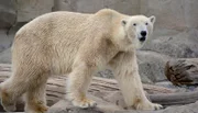 Eisbär Lloyd.