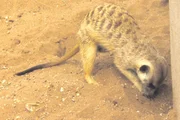 Erdmännchen leben in Großfamilien. Bei einem der Clans ist Gefahr im Verzug.