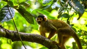 Der Totenkopfaffe ist ein typischer Bewohner des Amazonas-Regenwalds.