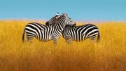 Während der Paarungszeit müssen Zebras ihre Reviere in der Serengeti verteidigen.